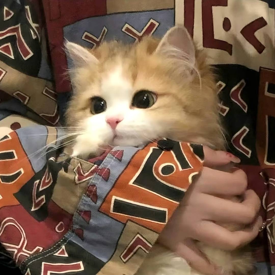 宇